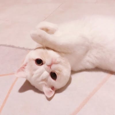 Lê Thị Cúc avatar